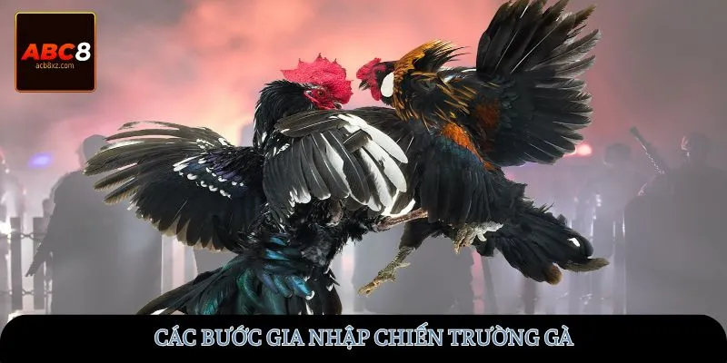 Các bước gia nhập chiến trường gà