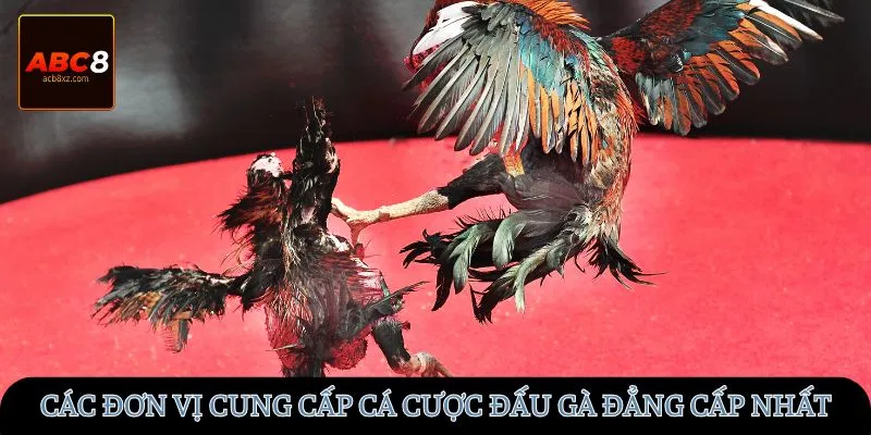 Các đơn vị cung cấp cá cược đấu gà đẳng cấp nhất