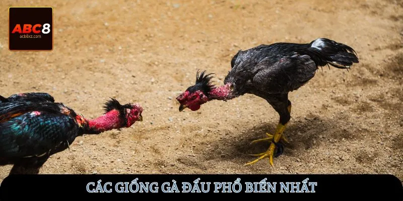 Các giống gà đấu phổ biến nhất
