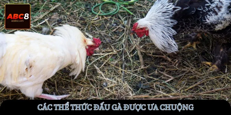 Các thể thức đấu gà được ưa chuộng