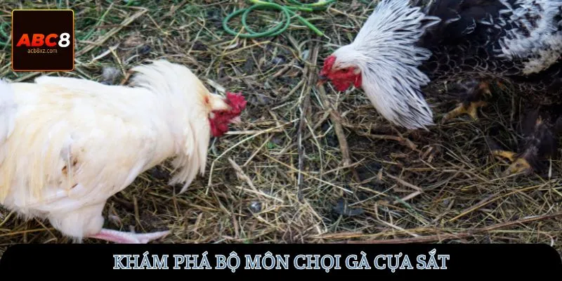 Khám phá bộ môn chọi gà cựa sắt