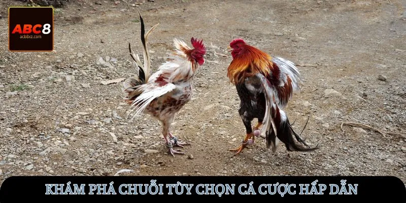 Khám phá chuỗi tùy chọn cá cược hấp dẫn