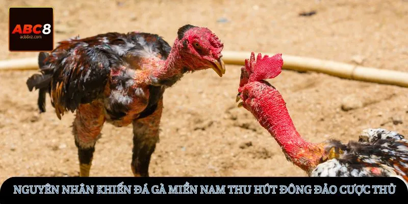 Nguyên nhân khiến đá gà miền Nam thu hút đông đảo cược thủ