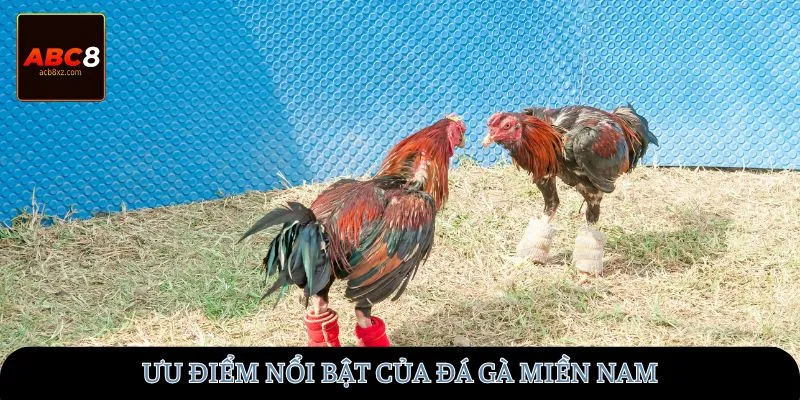 Ưu điểm nổi bật của đá gà miền Nam