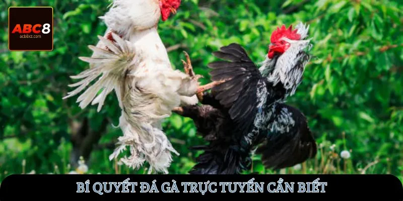 Bí quyết đá gà trực tuyến cần biết