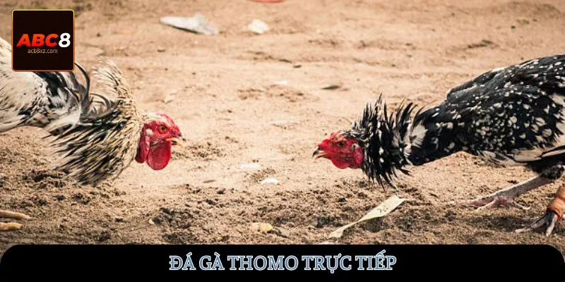 da-ga-thomo-truc-tiep