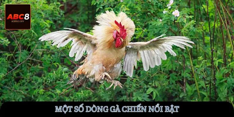 Một số dòng gà chiến nổi bật