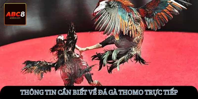 Thông tin cần biết về đá gà Thomo trực tiếp